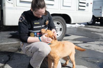 Animal services officer kneeling down, petting a dog.